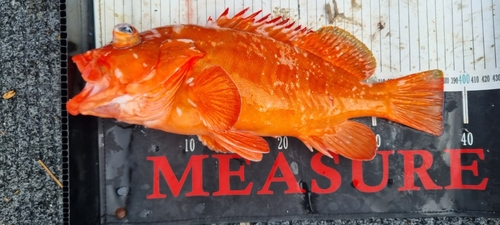 Epinephelus retouti observed 2024-03-02
