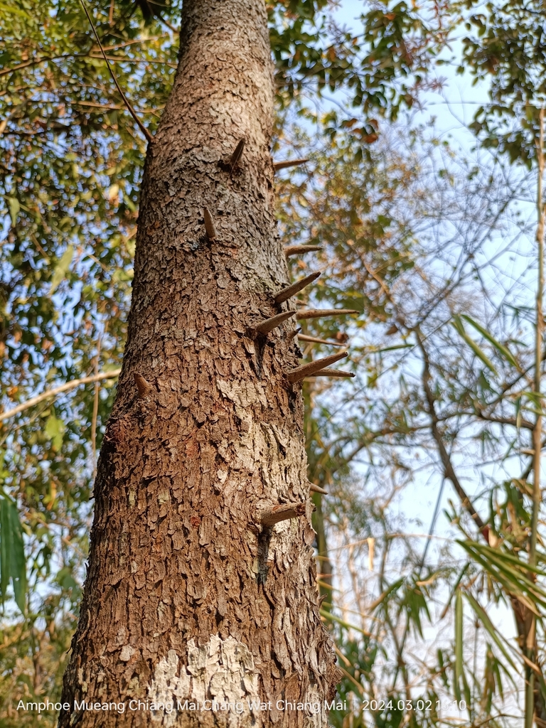 Diok Tree dicots from Muang Chiang Mai, Doi Suthep-Pui, TH-CM, TH on March 2 ...