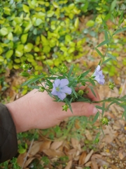 Linum bienne