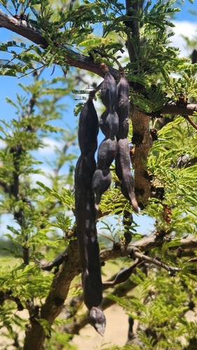 Vachellia astringens, photograph 2