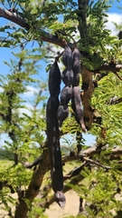 Vachellia astringens, photograph ANDRÉS GONZÁLEZ, CC0, iNaturalist via GBIF
