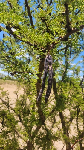 Vachellia astringens, photograph 3