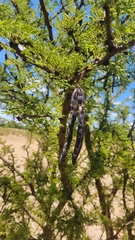 Vachellia astringens, photograph ANDRÉS GONZÁLEZ, CC0, iNaturalist via GBIF