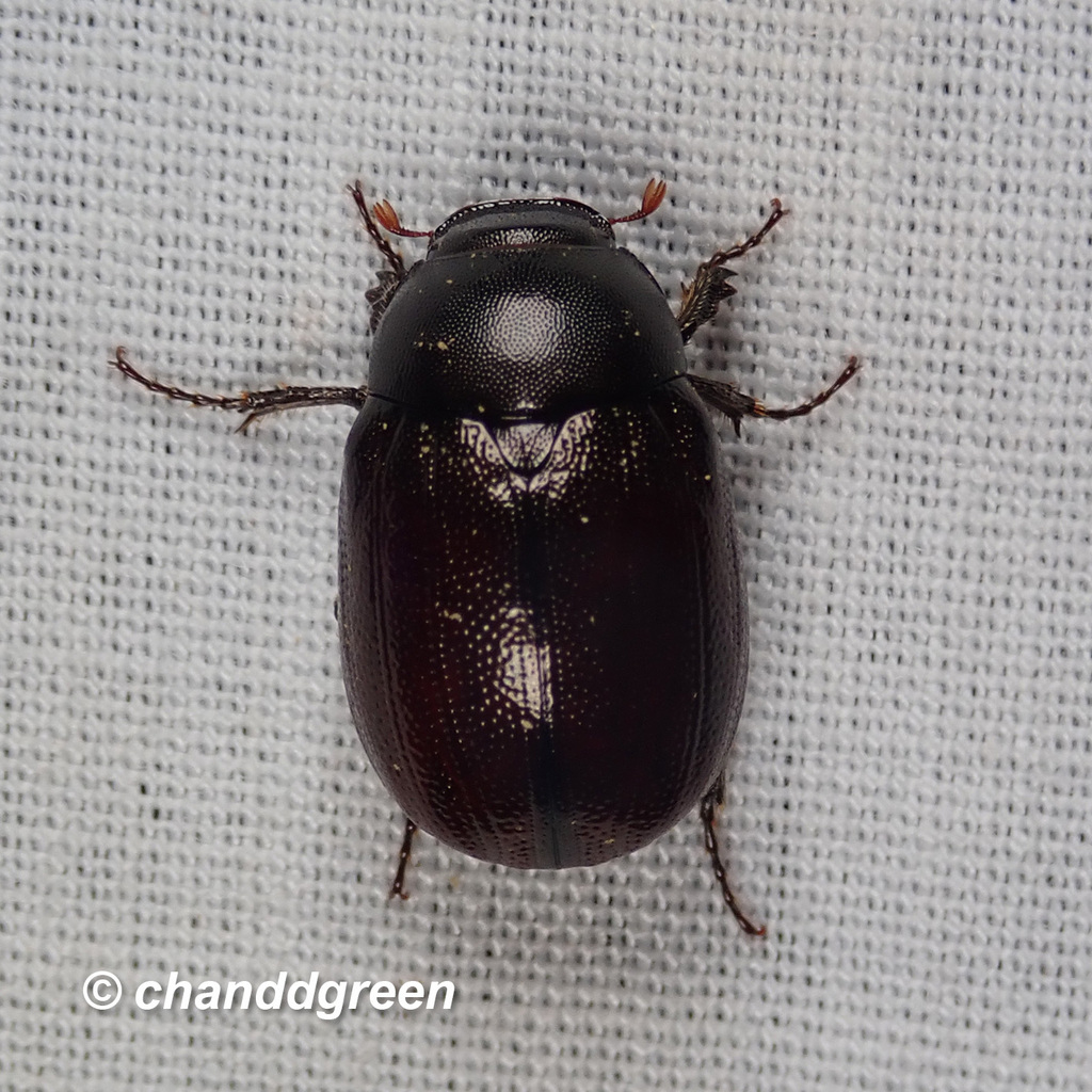 Apogonia