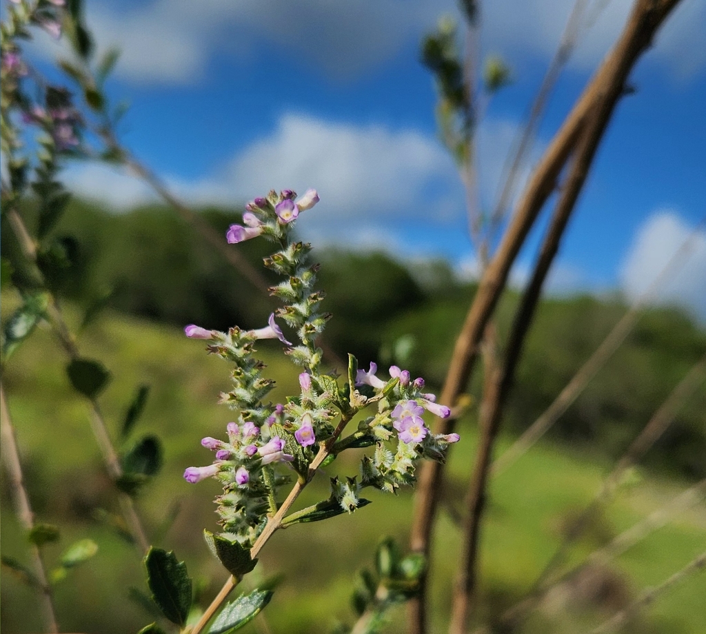 Aloysia chamaedryfolia; photograph author not stated, no rights reserved