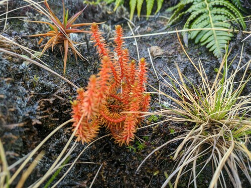Huperzia erubescens observed 2024-02-26