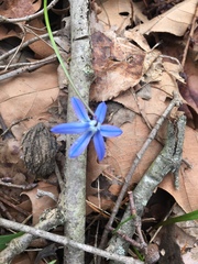 Scilla siberica