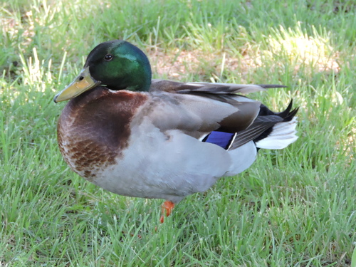 Mallard photographed in Texas