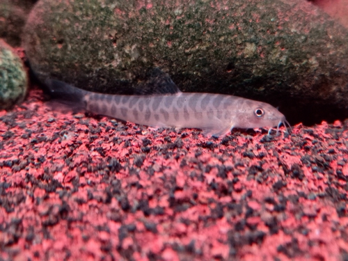 Barred loach (Nemacheilus fasciatus) — Nemacheilidae — 4