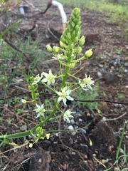 Toxicoscordion venenosum