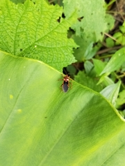 Ectrychotes comottoi