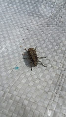 Anthribinae