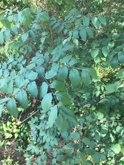 Aralia spinosa