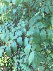 Aralia spinosa