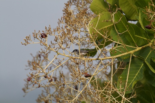 Polioptila bilineata