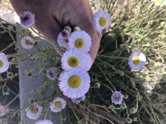 Erigeron tracyi