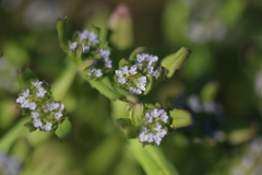 Valerianella locusta