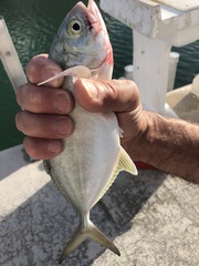 Caranx