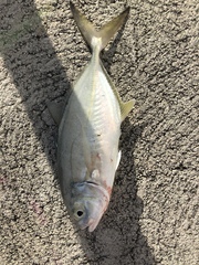 Caranx