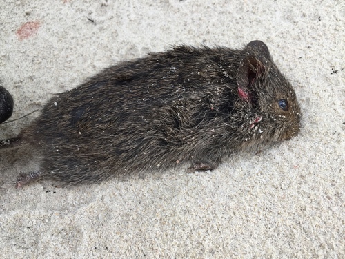 Southern African Vlei Rat