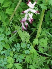 Fumaria muralis boraei