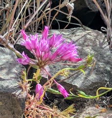 Allium peninsulare