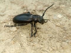 Dorcadion aethiops