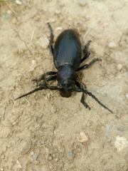 Dorcadion aethiops