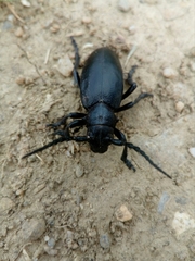 Dorcadion aethiops