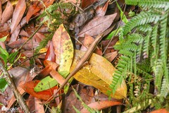 Sphenomorphus indicus