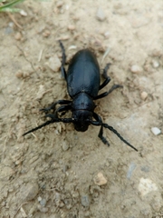 Dorcadion aethiops