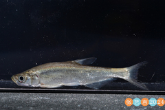 Redfin Culter photo 5