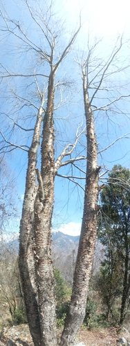 Himalayan birch (Betula alnoides)