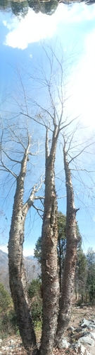 Image of Betula alnoides by (c) Ramnarayan K, some rights reserved (CC BY)