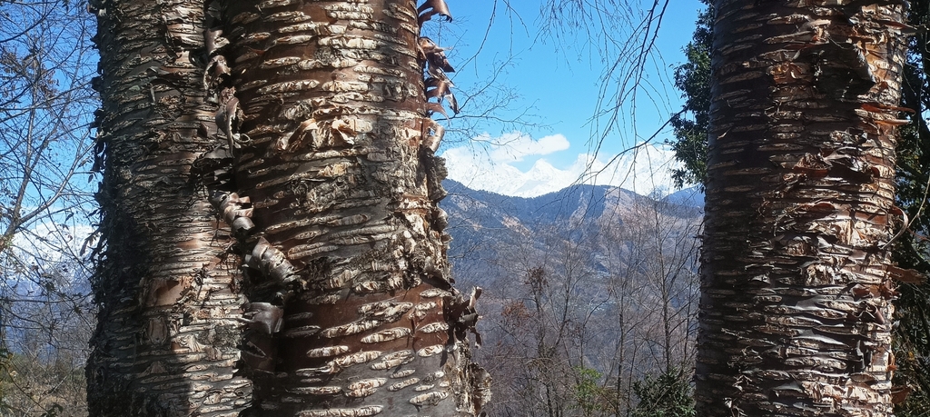 Betula alnoides; photograph (c) Ramnarayan K, some rights reserved (CC BY)