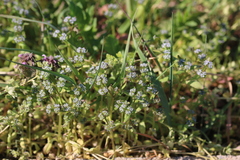Valerianella locusta