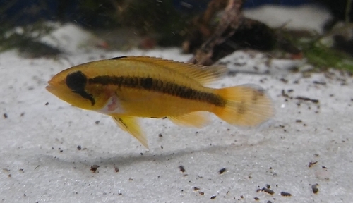 Agassiz's dwarf cichlid (Apistogramma agassizii) — Cichlidae — 4