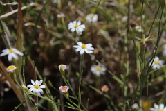 Chaetopappa asteroides