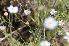 Chaetopappa asteroides