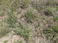 Chaetopappa asteroides