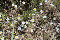 Chaetopappa asteroides