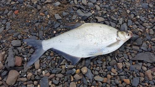 Freshwater bream (Parabramis pekinensis) — Cyprinidae — 3
