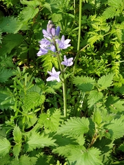 Hyacinthoides hispanica