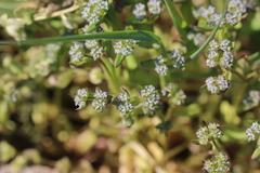 Valerianella locusta
