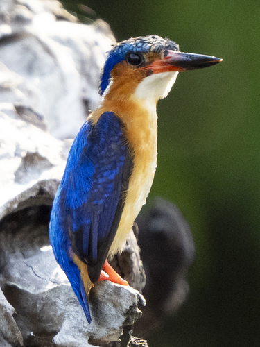 Malagasy Kingfisher