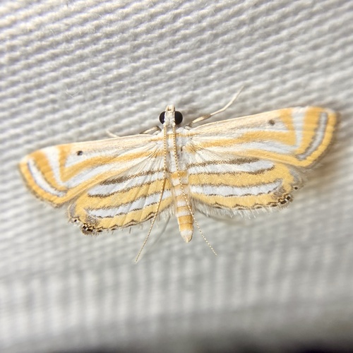 Parapoynx villidalis (Walker, 1859)
