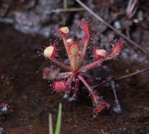 Madagascar Sundew