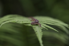 Takydromus formosanus