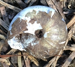 Helminthoglypta cypreophila