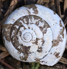 Helminthoglypta cypreophila